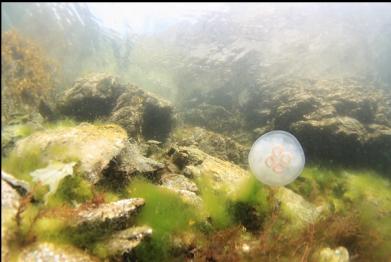 moon jellyfish