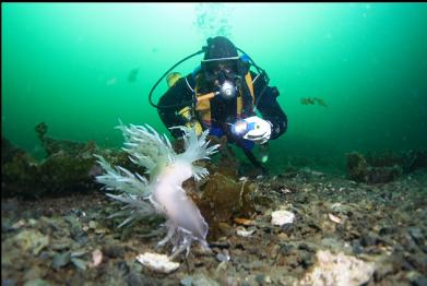giant nudibranch