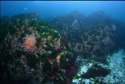 shallow reefs near shore