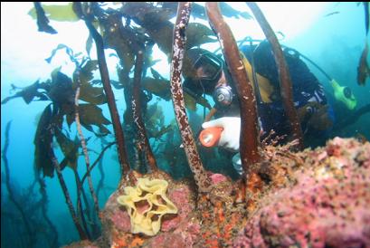 nudibranch eggs