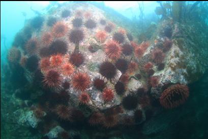 urchins and anemones