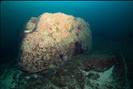 copper rockfish and zoanthids on boulder