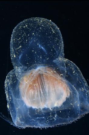 some kind of jellyfish