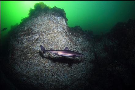 dogfish shark