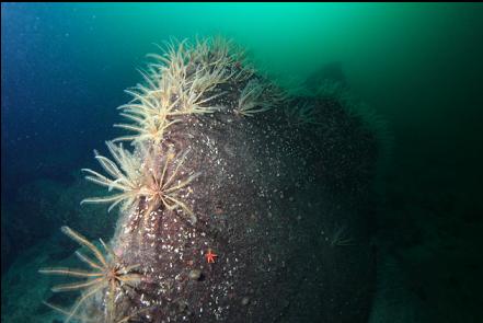 feather stars