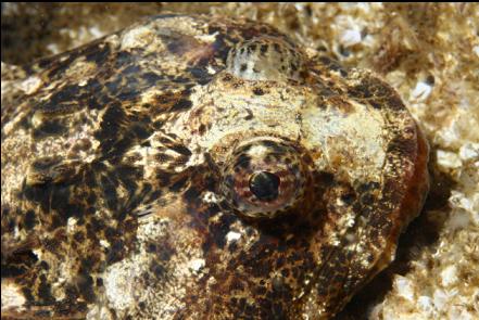 another buffalo sculpin