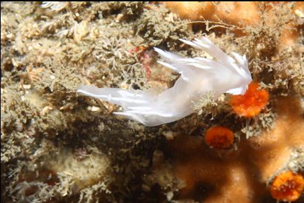 nudibranch