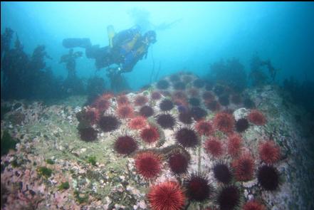 urchins on a shallow reef