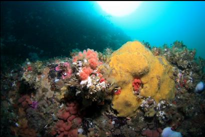 pink soft coral and yellow sponge