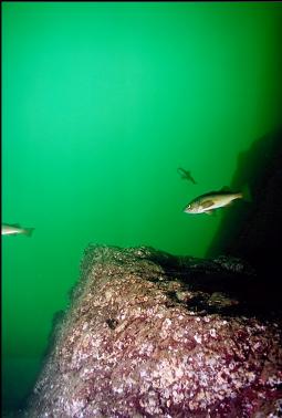 YELLOWTAIL ROCKFISH