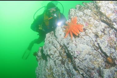 sunflower star and white barnacles on rocks