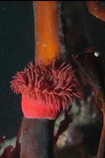 BROODING ANEMONE ON KELP