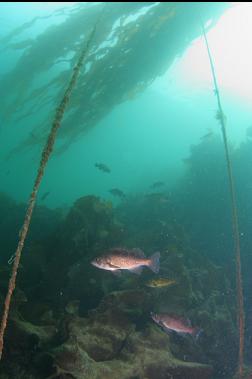 Rockfish under kelp