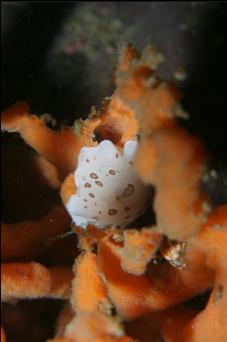 NUDIBRANCH ON SPONGE