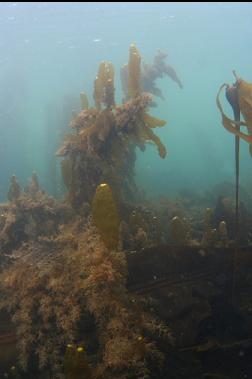 seaweed in small bay