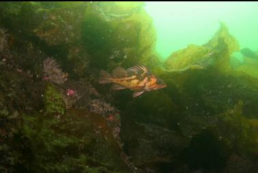 copper rockfish and bottom kelp