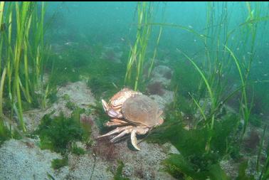 mating dungeness crabs
