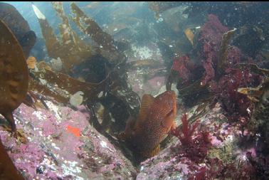 kelp greenling in shallows