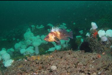 quillback rockfish 