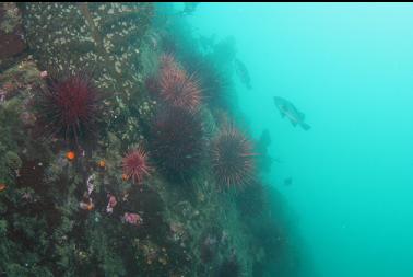 urchins and rockfish