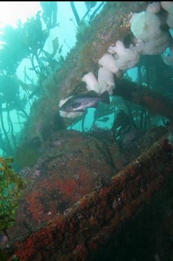 black rockfish near wreckage