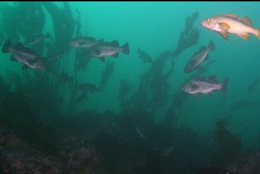 black and yellowtail rockfish