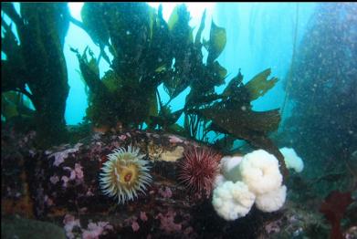 anemones 40 feet deep