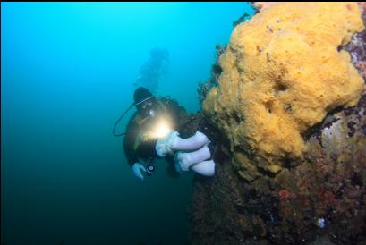 yellow sulphur sponge