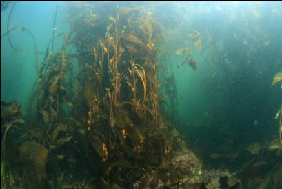 kelp