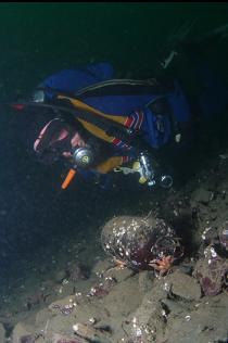 OLD BOTTLE ON SILTY BOTTOM