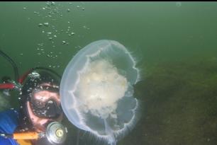 ANOTHER BIG MOON JELLY