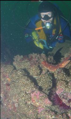 CEMENTED TUBE WORM REEF