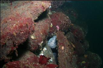 ANOTHER WOLF EEL