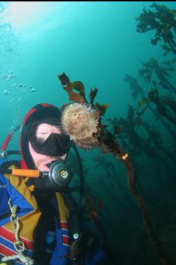 urchin on kelp stalk
