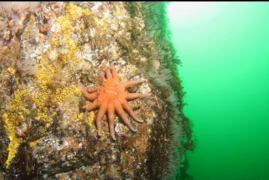 sun star, yellow boring sponge and light bulb tunicates