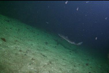 shark over sand bottom