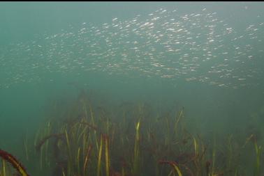 herring over eelgrass