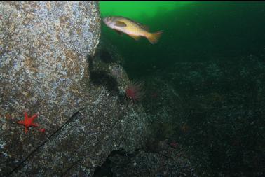 yellowtail rockfish