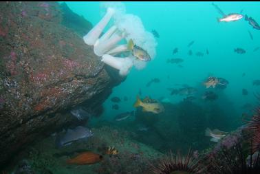 plumose anemones and rockfish