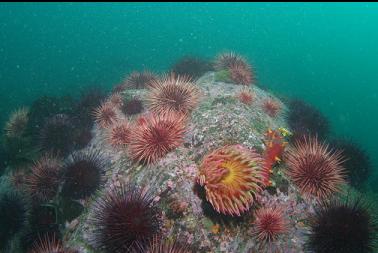 urchins and anemone