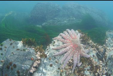 seastar in shallows