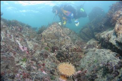 anemone near surface