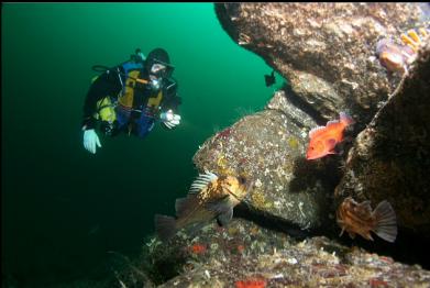 rockfish on wall