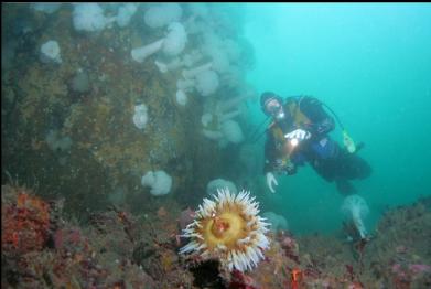 fish-eating anemone at base of wall