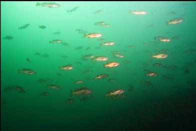 school of rockfish