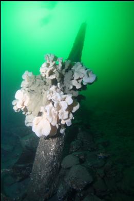 cloud sponge on cement pillar