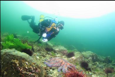 urchins and sunflower star in shallows