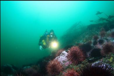 urchins at base of slope