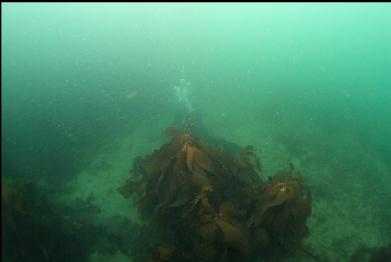 mystery diver behind clump of kelp