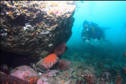 small copper rockfish in bottom left